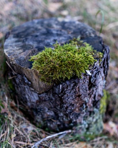 A closeup of mosses on a tree stump under the sunlight with a blurry background