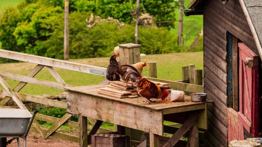 A rooster and chickens eating grains in a farm with a valley in the background