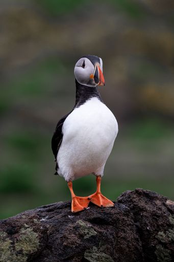 A vertical shot of a puffin with a red beak perched on a rock in daylight