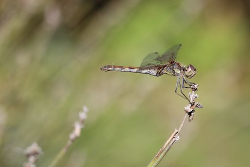 A closeup shot of dragonfly with a blurred background