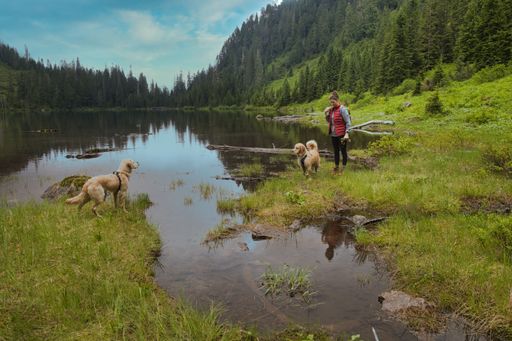 A female with two Golden Retrievers walking on the shore of a lake