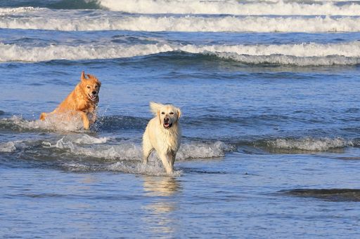 A pair of adorable dogs playing around in the sea