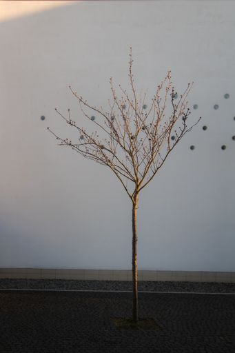 A vertical shot of a lonely tree in a foggy morning