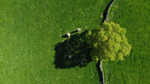 An aerial top view of a single tree in green field