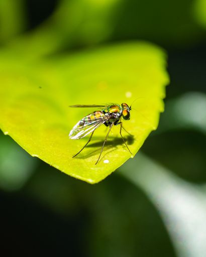A vertical shot of a fly wasp on a green leaf