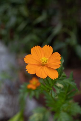 A vertical selective focus shot of a single orange sulfur cosmos flower growing surrounded by greenery