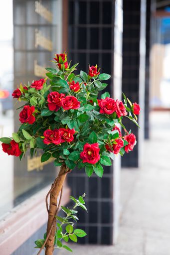 A vertical shot of a bush with red roses