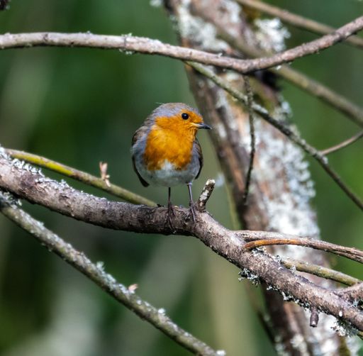 A selective focus of a European robin sitting on a tree branch in a park