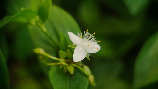 A macro of a tiny white tradescantia flower against blurry background (Tradescantia Fluminensis)