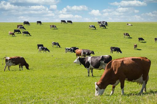 A herd of grazing cows in a field covered in greenery under the sunlight and a blue cloudy sky