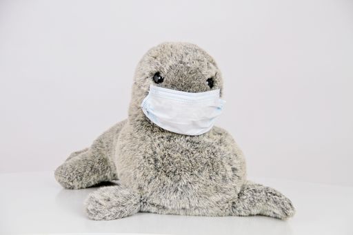 A closeup of a stuffed toy seal with a facemask isolated on a white background