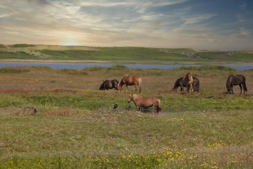 A herd of grazing horses in a field covered in greenery under the sunlight and a blue cloudy sky