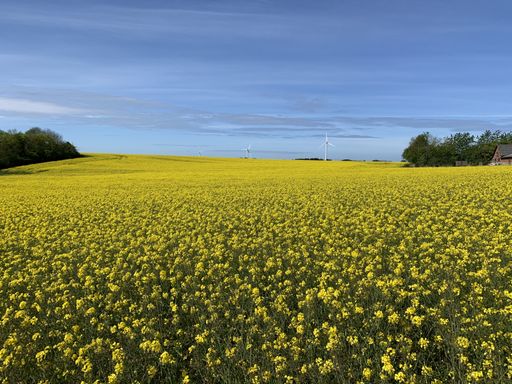 A beautiful shot of  green field with beautiful yellow flowers and windmills under a clear blue sky