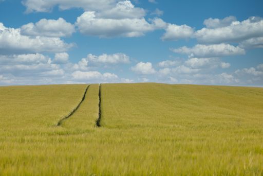 A green grassy field with a trail under a cloudy sky