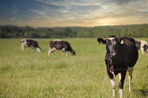 A herd of grazing cows in a field under the sunlight and a blue cloudy sky in Denmark