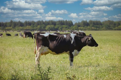 A herd of cows grazing on the pasture in Denmark