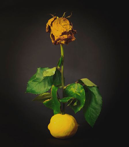 A vertical shot of a dried yellow rose in a yellow lemon