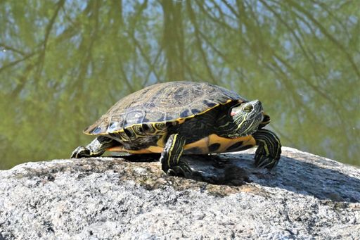 An adorable turtle on a stone basking in the sun