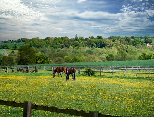 A view of the two horses grazing in countryside field on a summer day