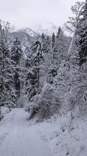 A vertical shot of the trees covered with snow against the mountain range.