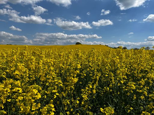 A closeup shot of growing blooming flowers in field under blue bright sky