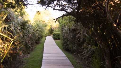 A wooden pathway through the botanical garden