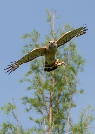 A vertical shot of a big beautiful hawk with wings opened with prey for chicks flying next to a tree in the background