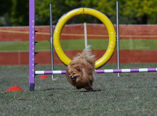 Many obstacles on a dog agility field .  Dogs moving quickly from one activity to another obviously having lots of fun.