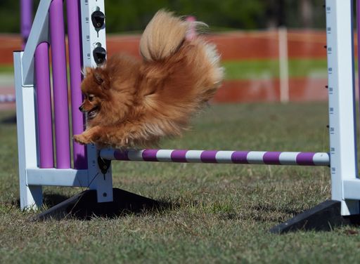 Many obstacles on a dog agility field .  Dogs moving quickly from one activity to another obviously having lots of fun.