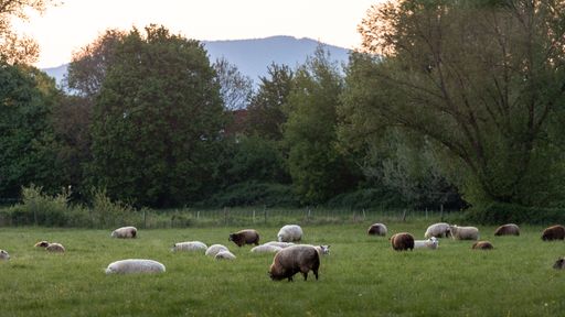 A beautiful shot of a small herd of sheep grazing in a green grassland during daytime. Germany