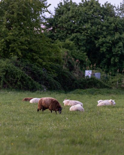 A beautiful shot of a small herd of sheep grazing in a green grassland during daytime. Germany