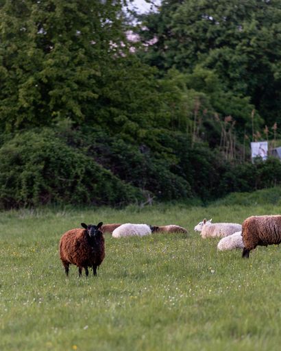 A beautiful shot of a small herd of sheep grazing in a green grassland during daytime. Germany