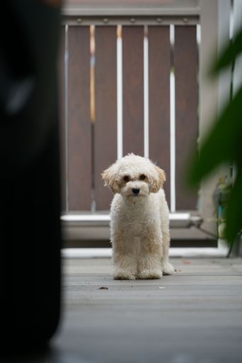 A vertical shot of an adorable fluffy puppy on a patio