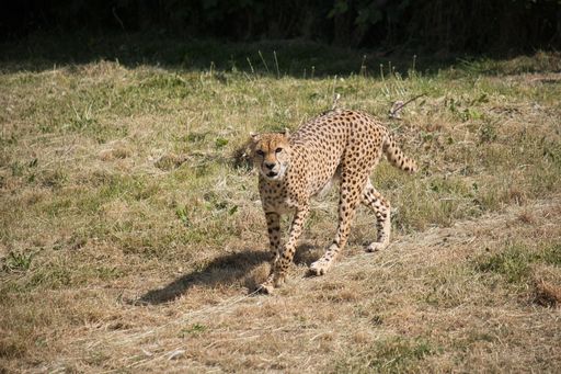 A beautiful shot of an African cheetah walking on the grass in bright sunlight