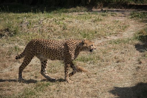 A side view of Cheetah walking in field