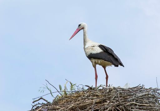 A low angle shot of a stork standing in the nest on a pole