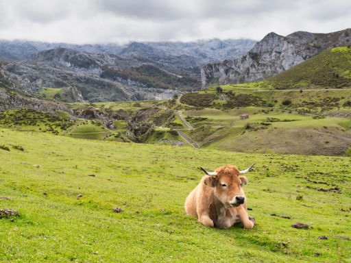 A betizu lying on the ground covered in greenery in Picos de Europa National Park, Spain
