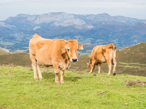 Two grazing cows in a field surrounded by hills covered in greenery under the sunlight