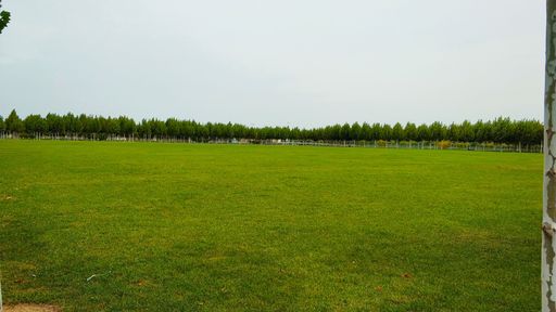 A low angle shot of a beautiful forest on a cloudy day