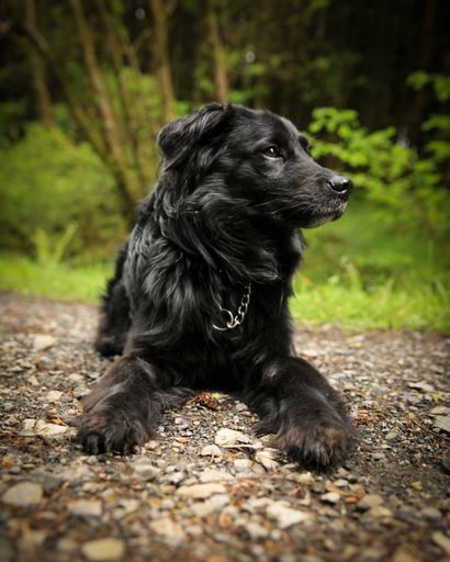 A vertical shot of a black dog lying on the ground