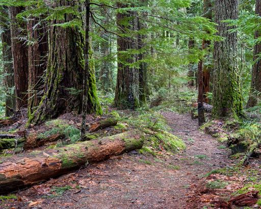 A path through the coniferous trees in a dense Pacific Northwest rainforest on a cool spring day.