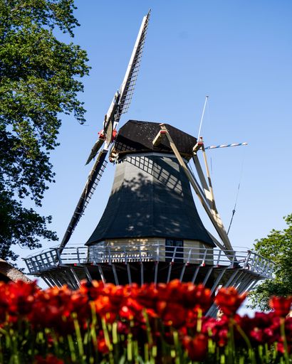 The vertical shot of red tulips field with a windmill background, Amsterdam, Netherlands