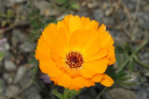 Hildesheim, Lower Saxony, Germany, sunny spring day, marigold, Calendula officinalis