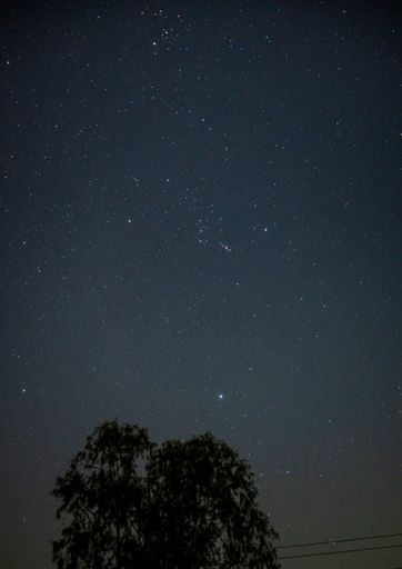 A vertical shot of the tree's silhouette against the beautiful starry sky.
