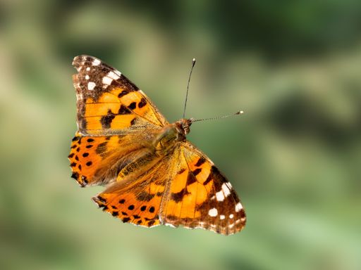 A closeup of a Painted lady (Vanessa cardui) butterfly isolated on a blurred background