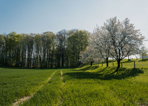 A beautiful trees growing in a big park under cloudy sky in Hungary in the daylight