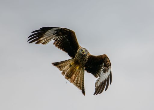 A low angle shot of a majestic hawk in flight