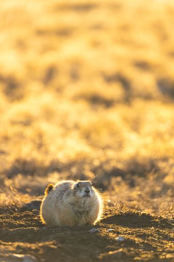 A selective focus shot of the American gopher in its natural habitat