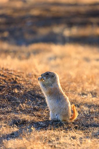 A selective focus shot of the American gopher in its natural habitat