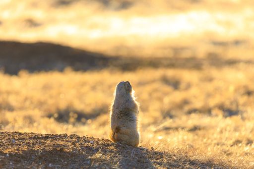 A selective focus shot of the American gopher in its natural habitat